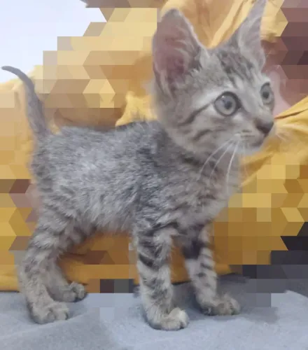 GATINHO RAJADO