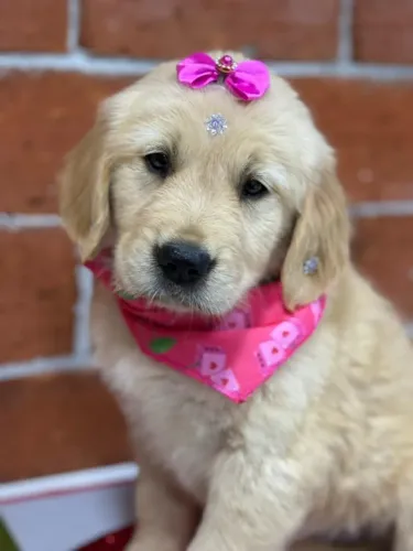 golden retriever filhotes