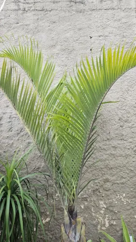 Palmeira no vaso