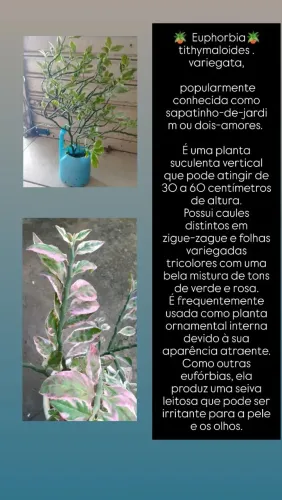 Planta ? Dois amores ?