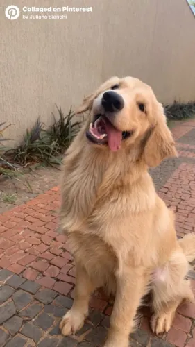 doação de golden retriever