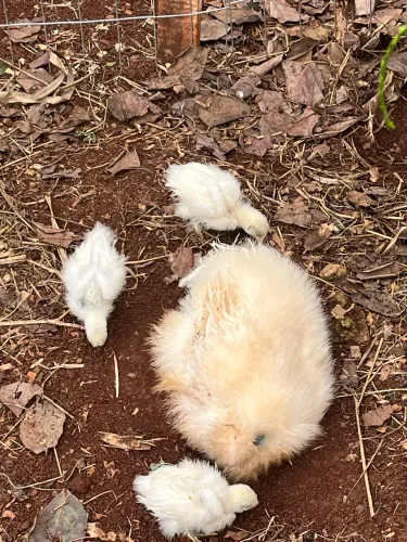 Pintinhos 