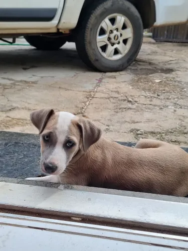 Doação de cachorra fêmea
