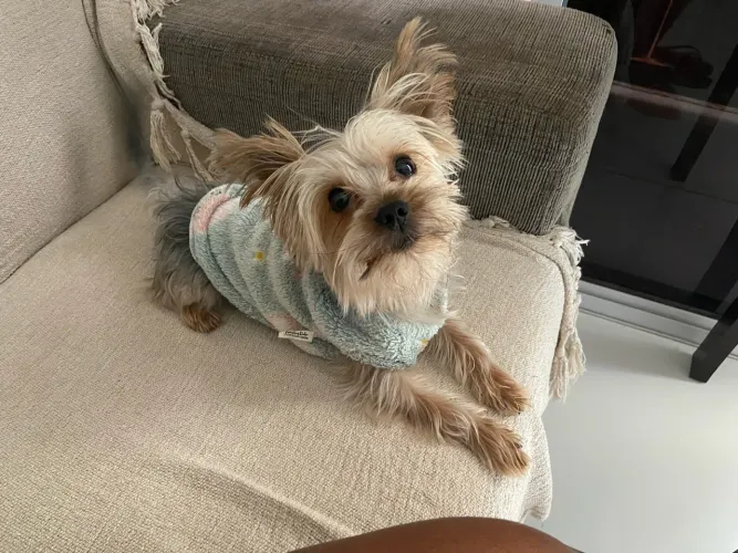 Pet