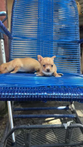 Lindo filhotes de chihuahua pelo curto