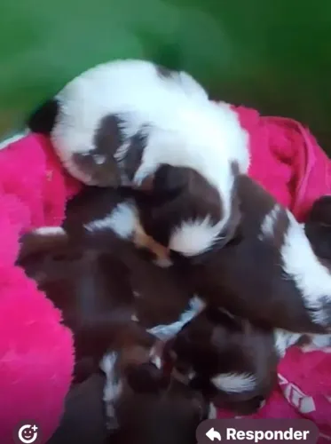 Shih tzu gentil e tranquilo 