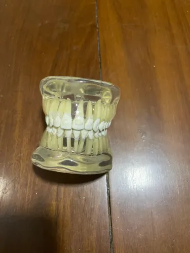 Manequim odontológico 