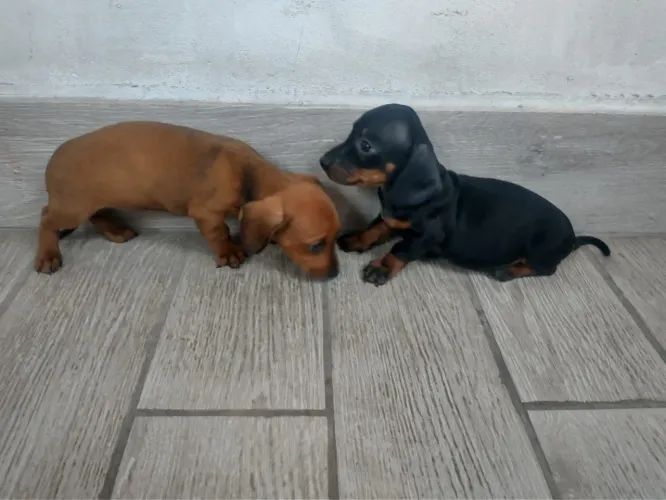 Basset...anões...Legítimos. . .Macho e fêmea.  Vacinados. Ac.Cartão.