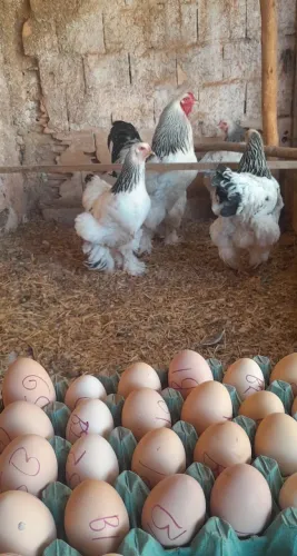Ovos férteis da raça brahmas light e brahmas perdiz