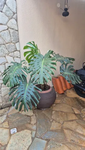 Plantas Ornamentais