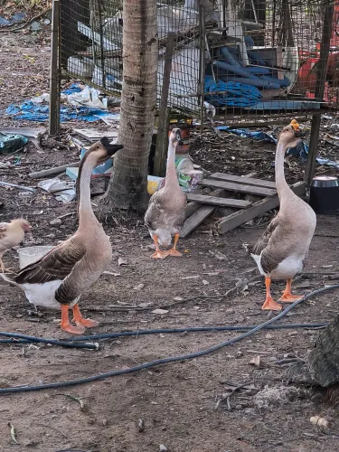 Gansos Lindos