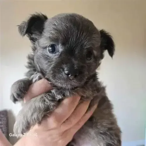 garanta ja o seu peludinho