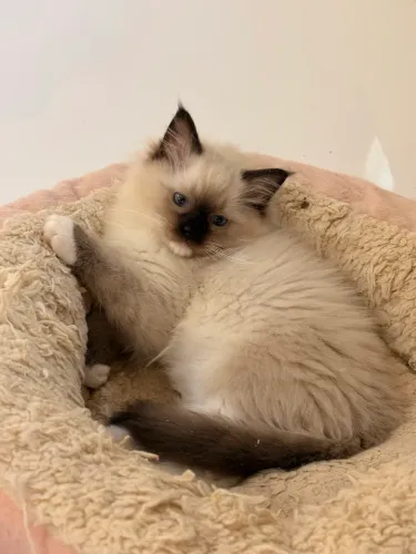 Ragdoll filhote