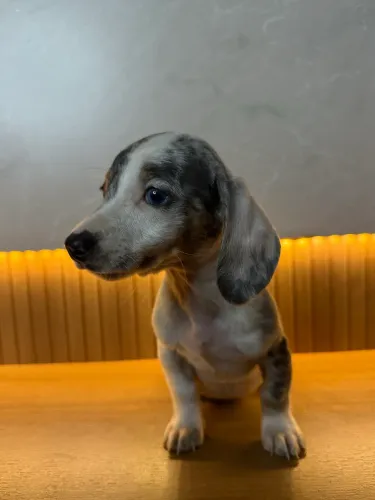 Dachshund salsichinha 