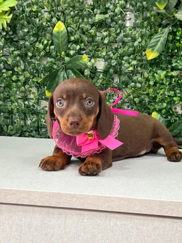 Dachshund chocolate fofíssima