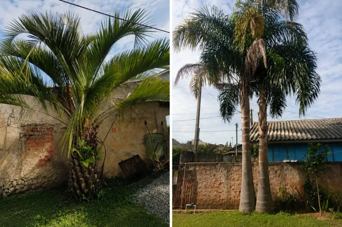 Palmeiras Adultas Imperiais e Jerivá - Grande Porte - Campo Magro