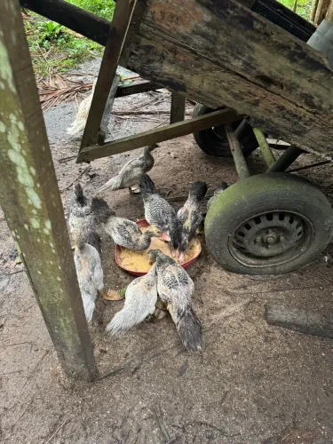 Vendo patos lindo d saudável 
