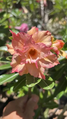 Rosa do deserto