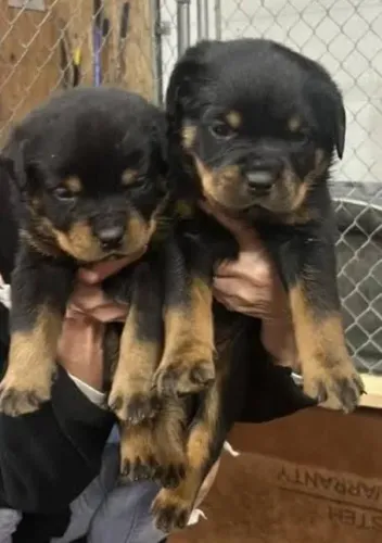 Rottweiler Filhotes Muito Protetores.
