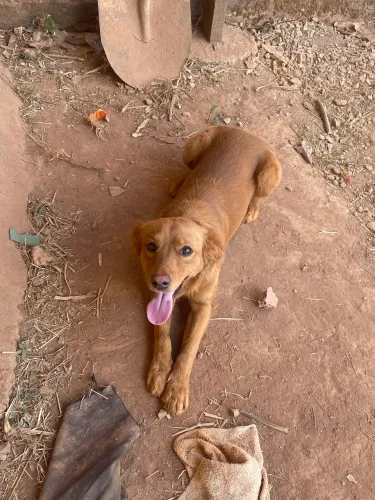 Cachorro Macho