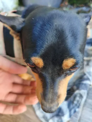 Cachorrinha pra adoção 