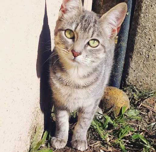 Gata castrada 