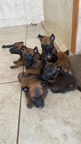 Pastor malinois machos 