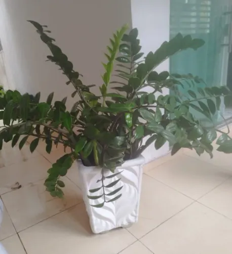 Planta Zamioculca com vaso decorativo em cerâmica