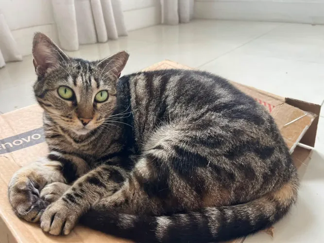 Gatas para Adoção Responsável 