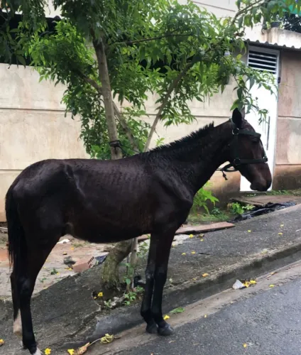 Vendo pordo