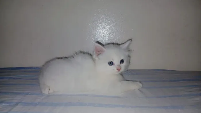 Filhote de gato perssa