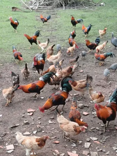 Ave