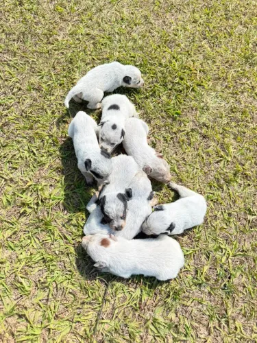 Filhotes Blue Heeler