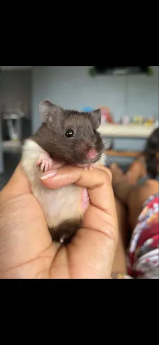 Vendo hamster 