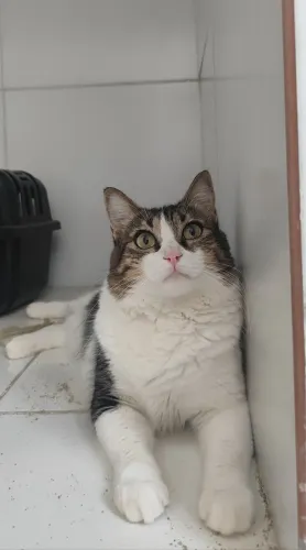 Gata adoção responsável