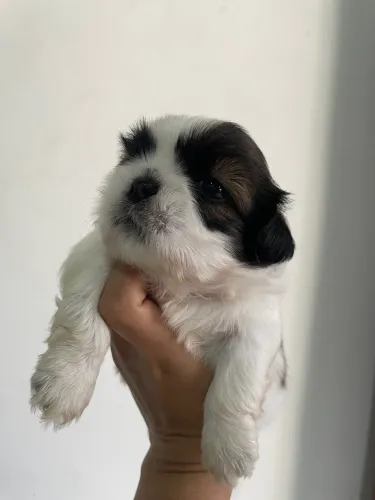 Shih tzu