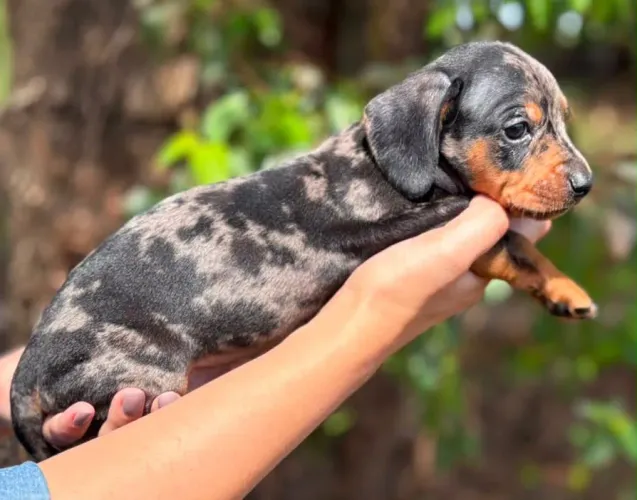 Dachshund macho arlequim