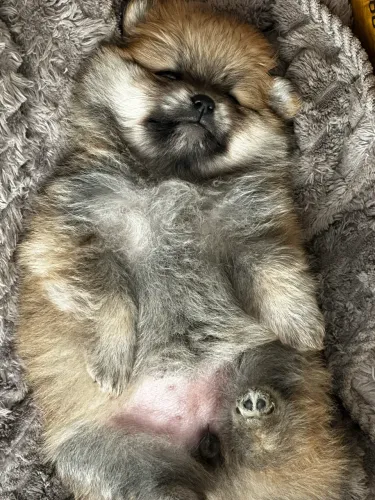 Lulu da pomerania fêmea