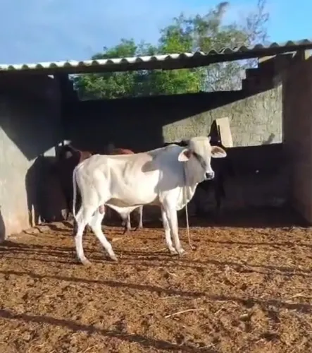 Gado