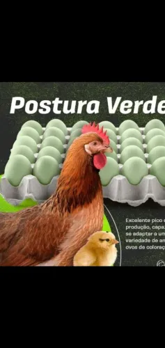 Galinglha POSTURA VERDE CHOCOLATE AZUL PRATA