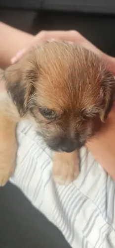 Lhasa para doaçao 