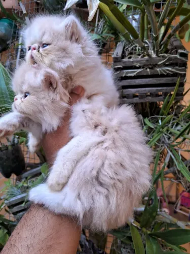 Filhotes de gatos persa disponível.