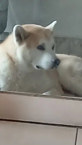 Akita 