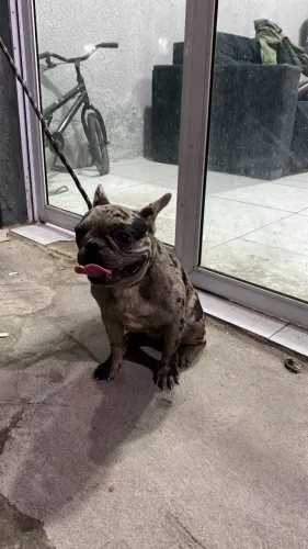 Bulldog fêmea 