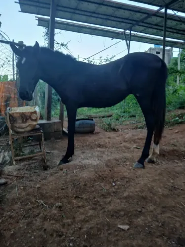 Potro mangalarga