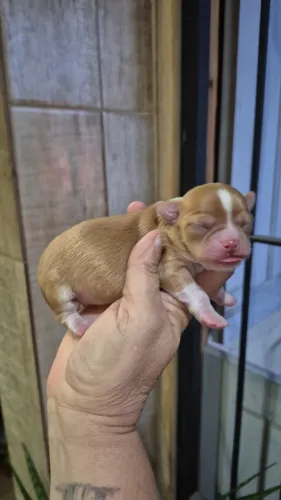 Cachorro
