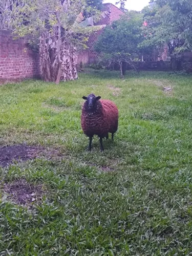 Ovelha fêmea mãe e filha 