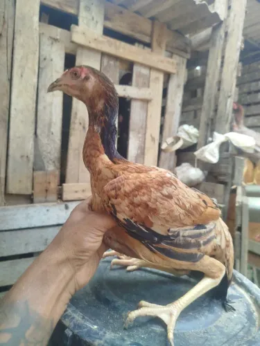 Índio boa genética