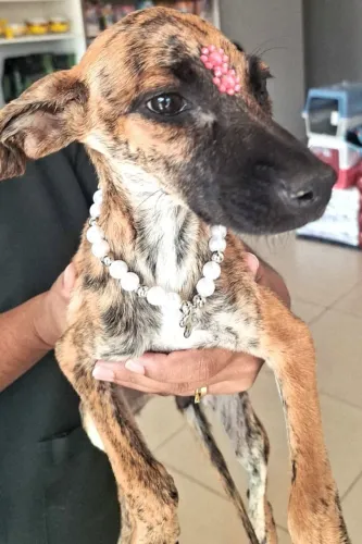 Filhotinha linda para adoção responsável.