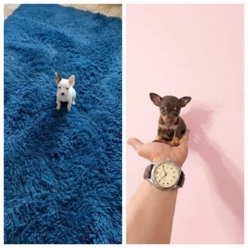 Filhotinhos de pinscher 00 miniatura.  Pronta entrega 